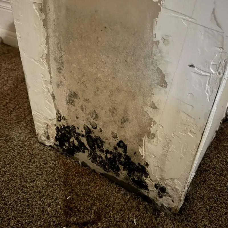 Professional Mold Removal in La Joya, TX